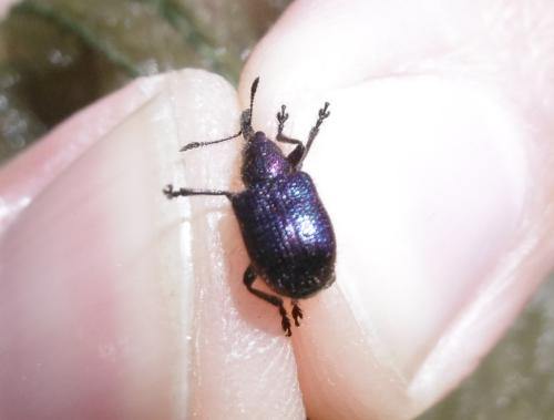 Rhynchites sp.